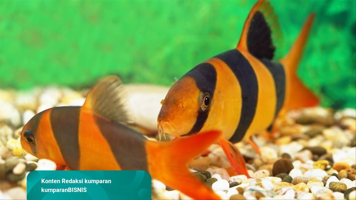 Detail Gambar Ikan Botia Nomer 41