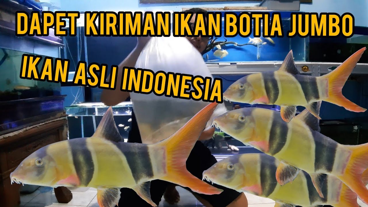 Detail Gambar Ikan Botia Nomer 42