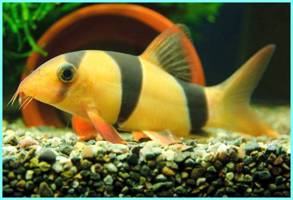 Detail Gambar Ikan Botia Nomer 43