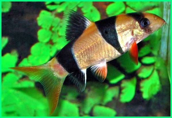 Detail Gambar Ikan Botia Nomer 44