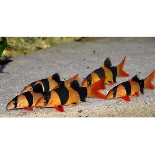 Detail Gambar Ikan Botia Nomer 45