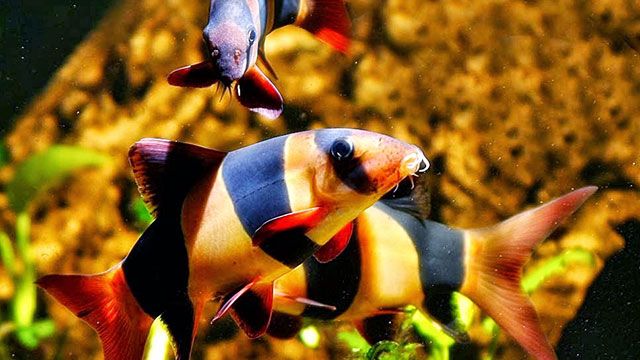 Detail Gambar Ikan Botia Nomer 6