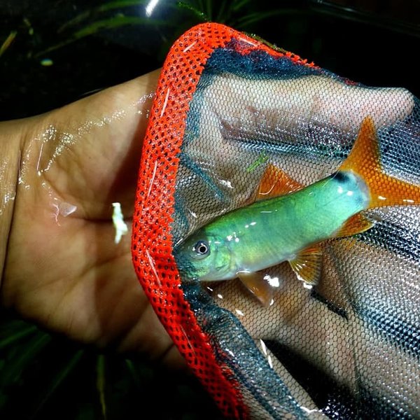 Detail Gambar Ikan Botia Nomer 46
