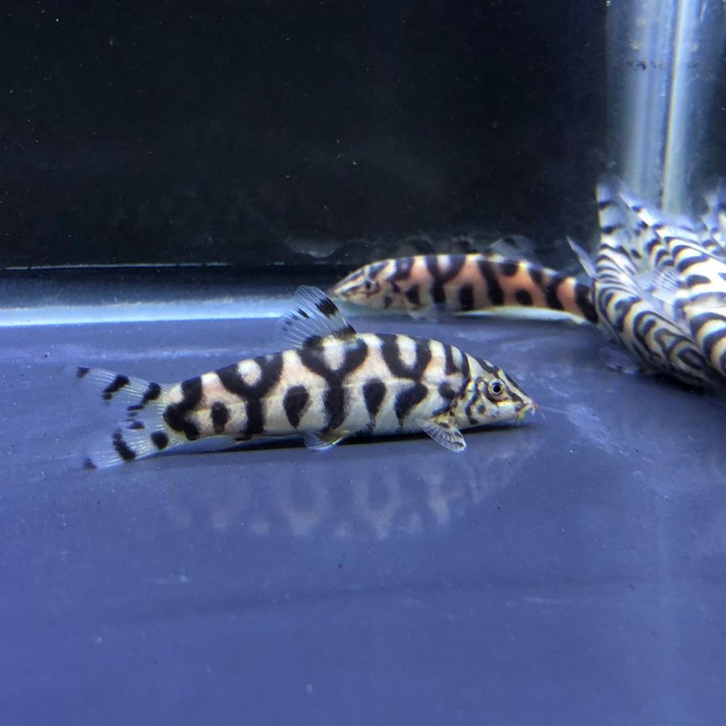 Detail Gambar Ikan Botia Nomer 48