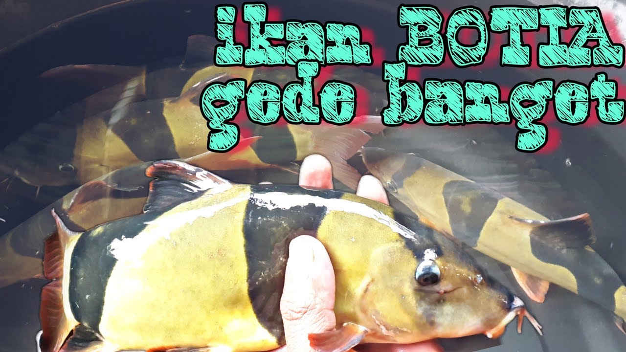 Detail Gambar Ikan Botia Nomer 49