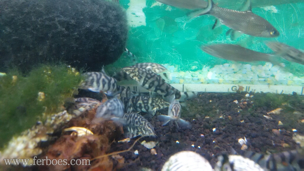 Detail Gambar Ikan Botia Nomer 50