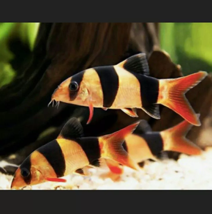 Detail Gambar Ikan Botia Nomer 51
