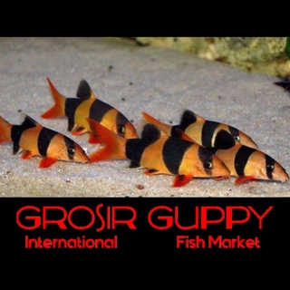 Detail Gambar Ikan Botia Nomer 52