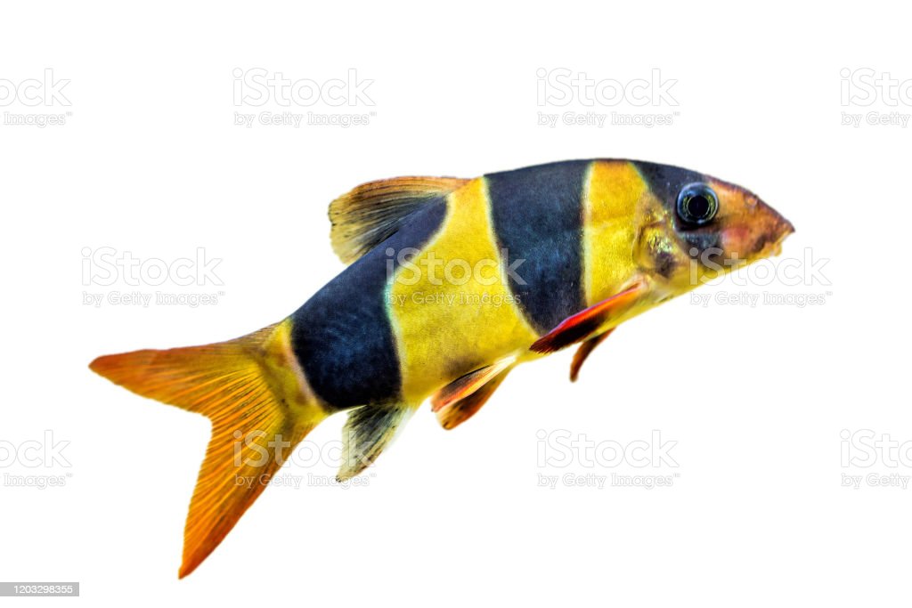 Detail Gambar Ikan Botia Nomer 53
