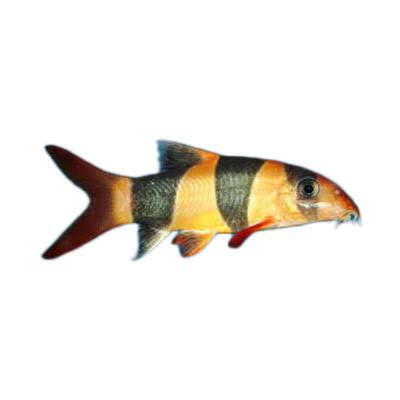 Detail Gambar Ikan Botia Nomer 54