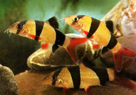Detail Gambar Ikan Botia Nomer 55
