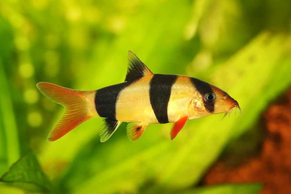 Detail Gambar Ikan Botia Nomer 7