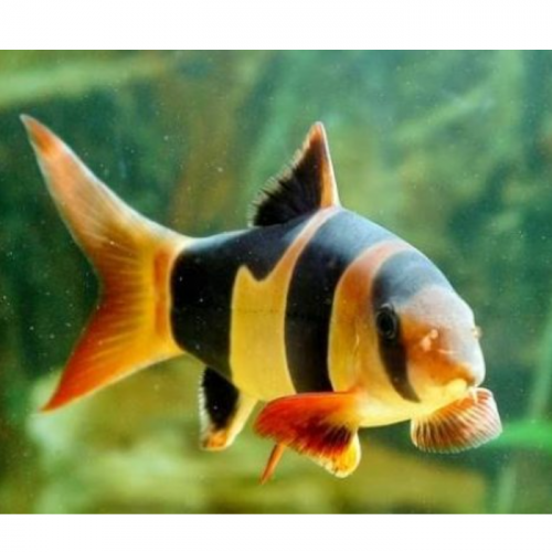 Detail Gambar Ikan Botia Nomer 8