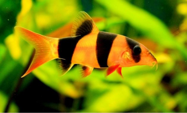 Detail Gambar Ikan Botia Nomer 9