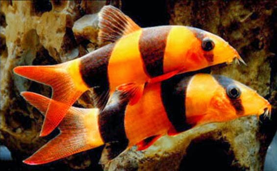 Detail Gambar Ikan Botia Nomer 10