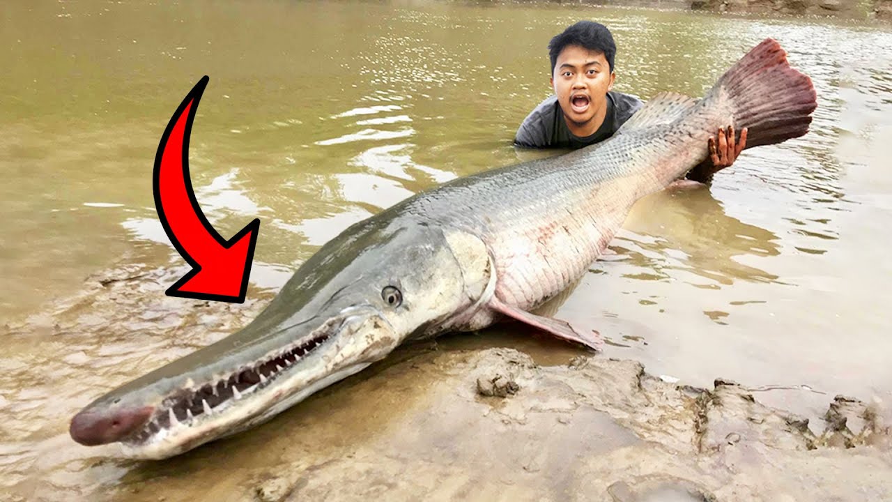 Detail Gambar Ikan Buaya Nomer 5