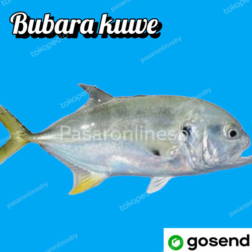 Detail Gambar Ikan Bubara Nomer 15