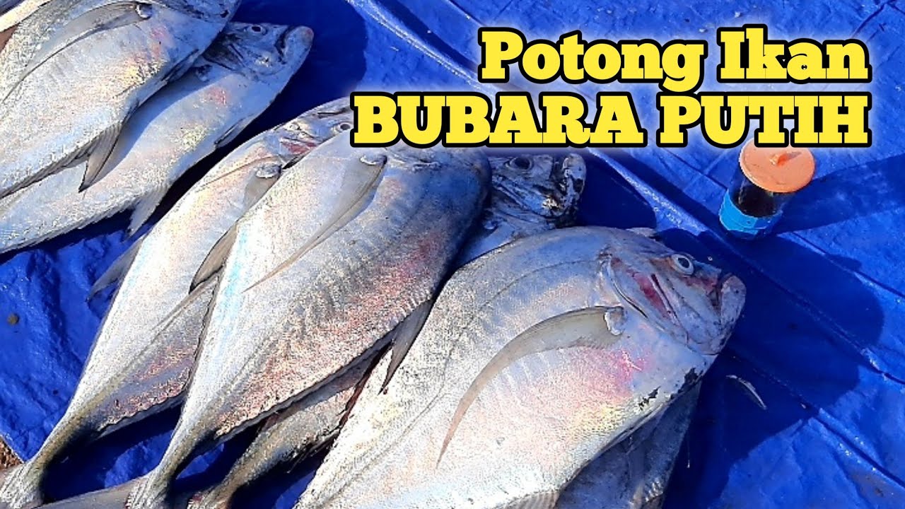 Detail Gambar Ikan Bubara Nomer 30