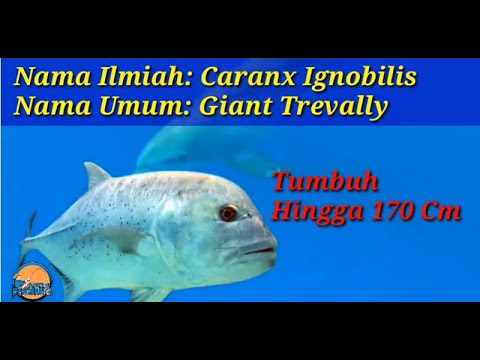 Detail Gambar Ikan Bubara Nomer 32