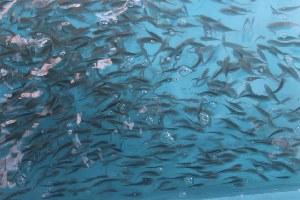 Detail Gambar Ikan Bubara Nomer 34