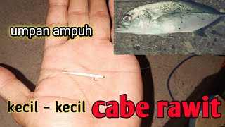 Detail Gambar Ikan Bubara Nomer 48