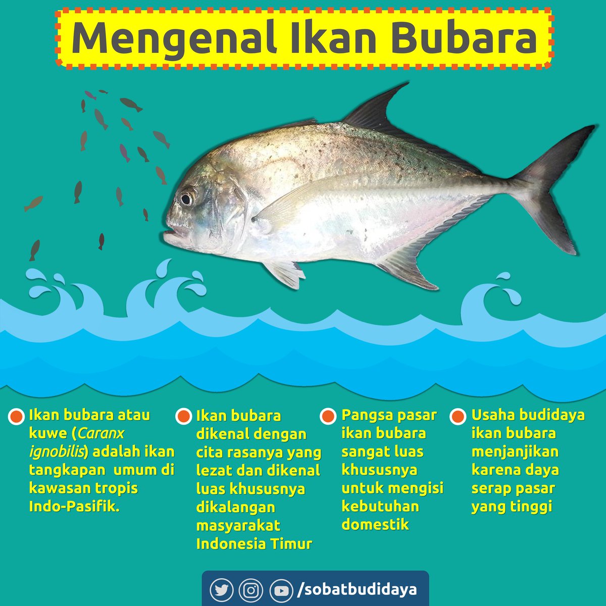 Detail Gambar Ikan Bubara Nomer 7