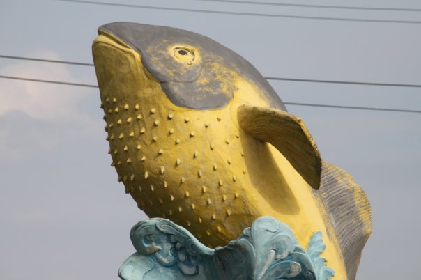 Detail Gambar Ikan Bunta Lkuning Nomer 39