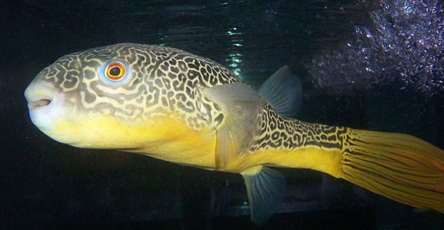 Detail Gambar Ikan Bunta Lkuning Nomer 40