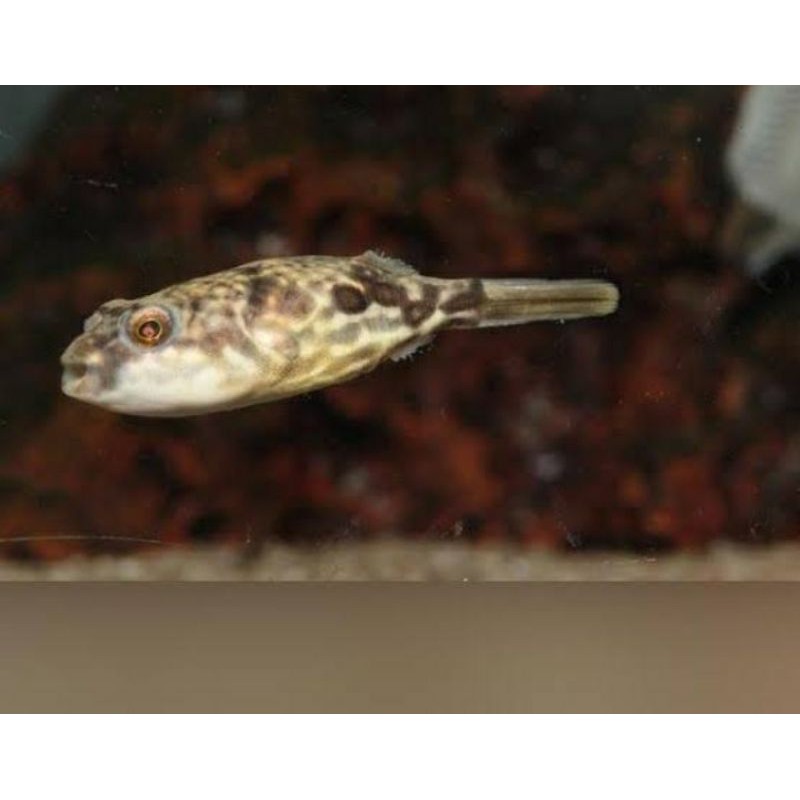 Detail Gambar Ikan Bunta Lkuning Nomer 46