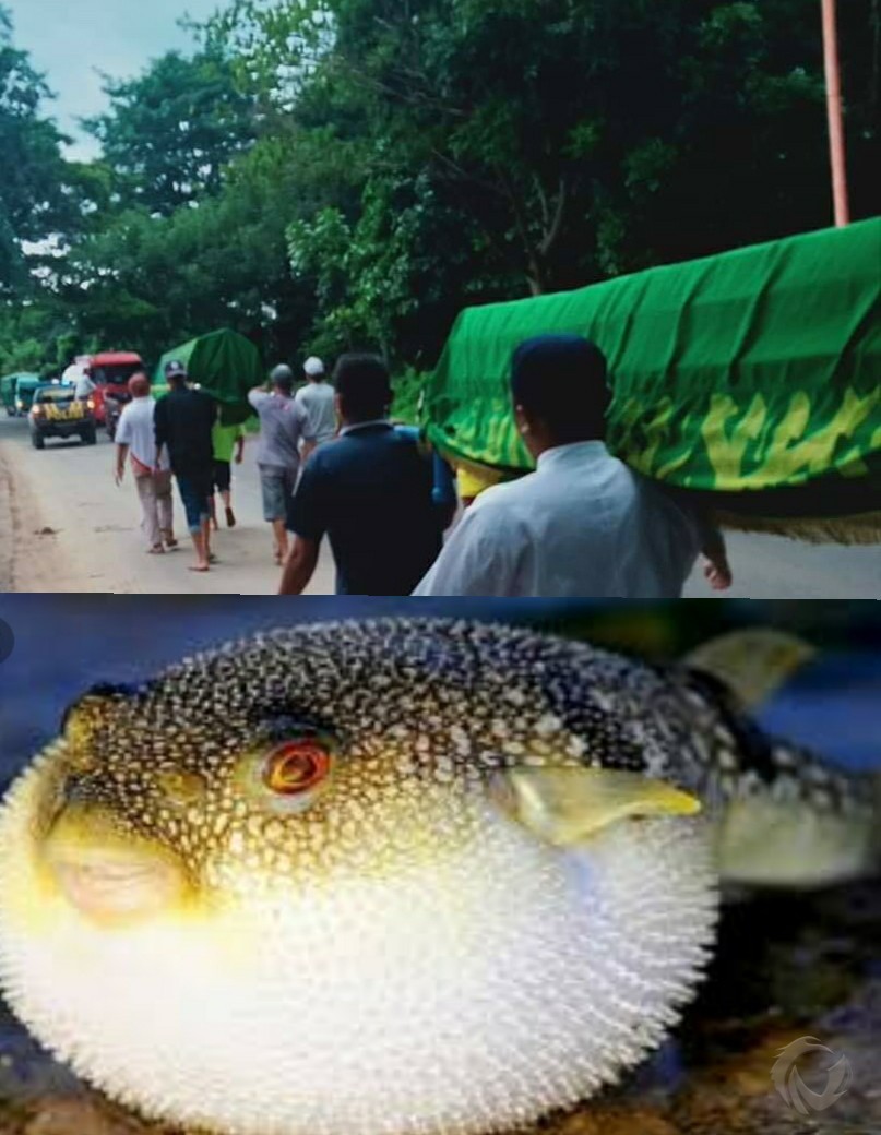 Detail Gambar Ikan Buntal Nomer 46