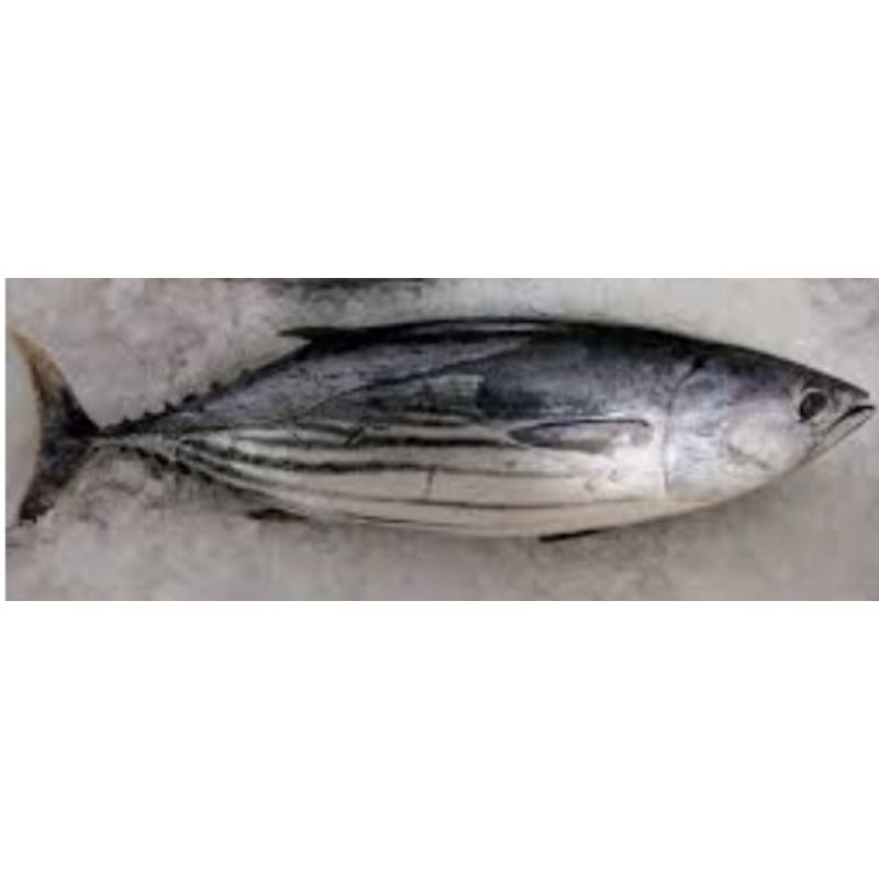 Detail Gambar Ikan Cakalang Nomer 56