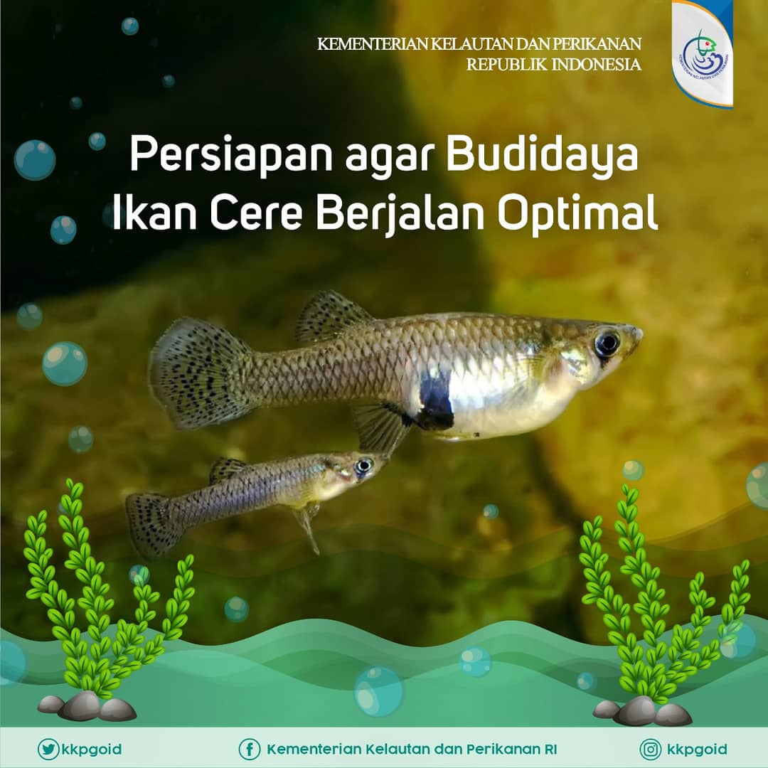 Detail Gambar Ikan Cere Nomer 20