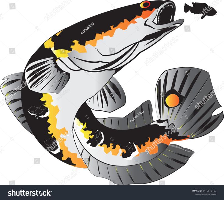 Detail Gambar Ikan Channa Kartun Nomer 37