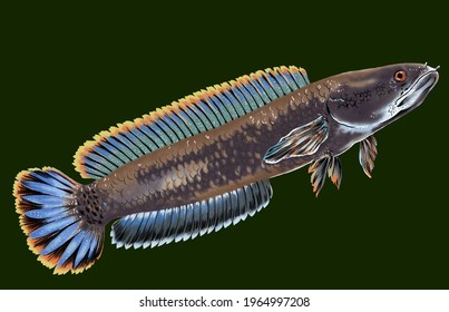 Detail Gambar Ikan Channa Kartun Nomer 40