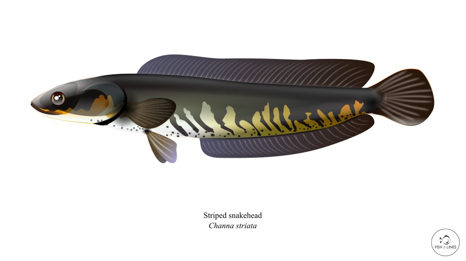 Detail Gambar Ikan Channa Kartun Nomer 46