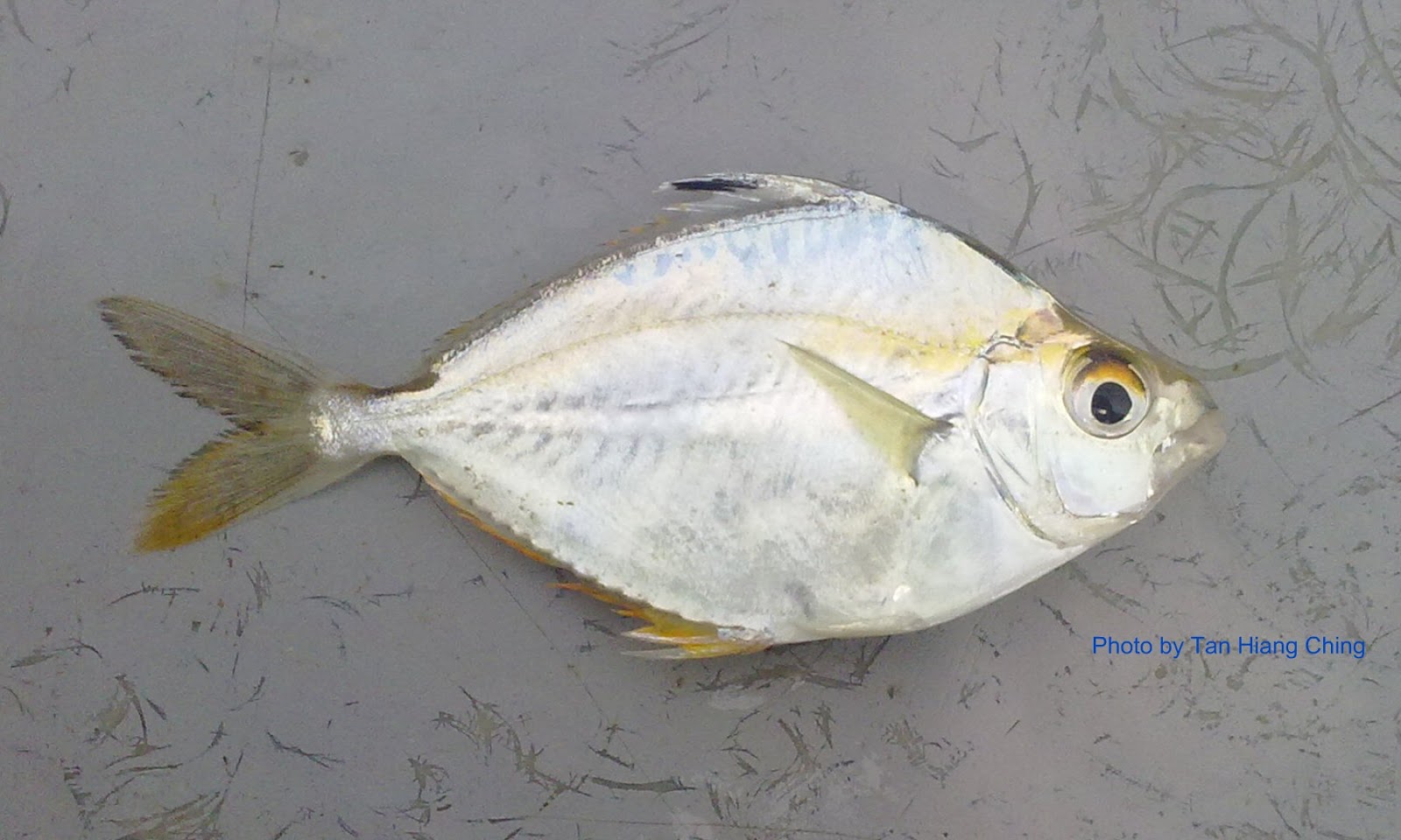 Gambar Ikan Conmon Ponyfish - KibrisPDR