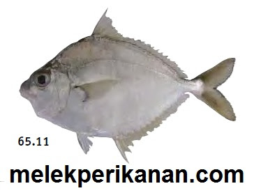 Detail Gambar Ikan Conmon Ponyfish Nomer 19