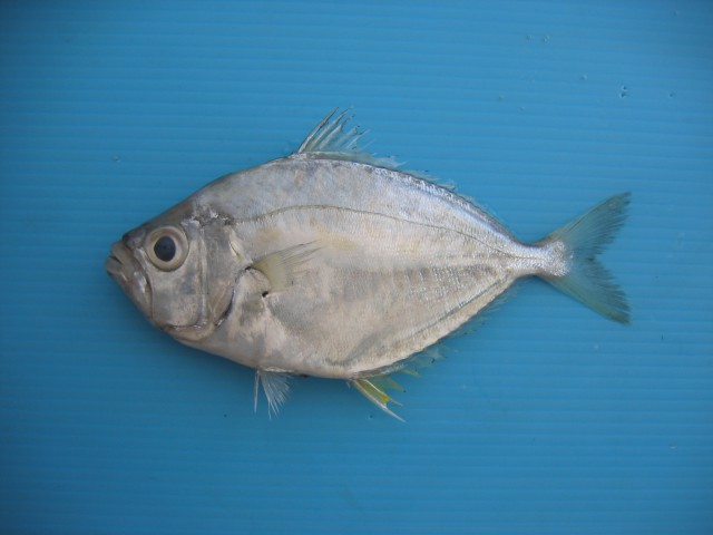 Detail Gambar Ikan Conmon Ponyfish Nomer 23