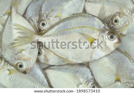 Detail Gambar Ikan Conmon Ponyfish Nomer 24