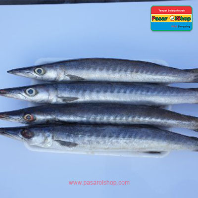 Detail Gambar Ikan Cucut Nomer 19