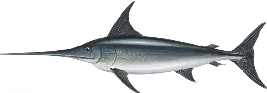 Detail Gambar Ikan Cucut Nomer 20