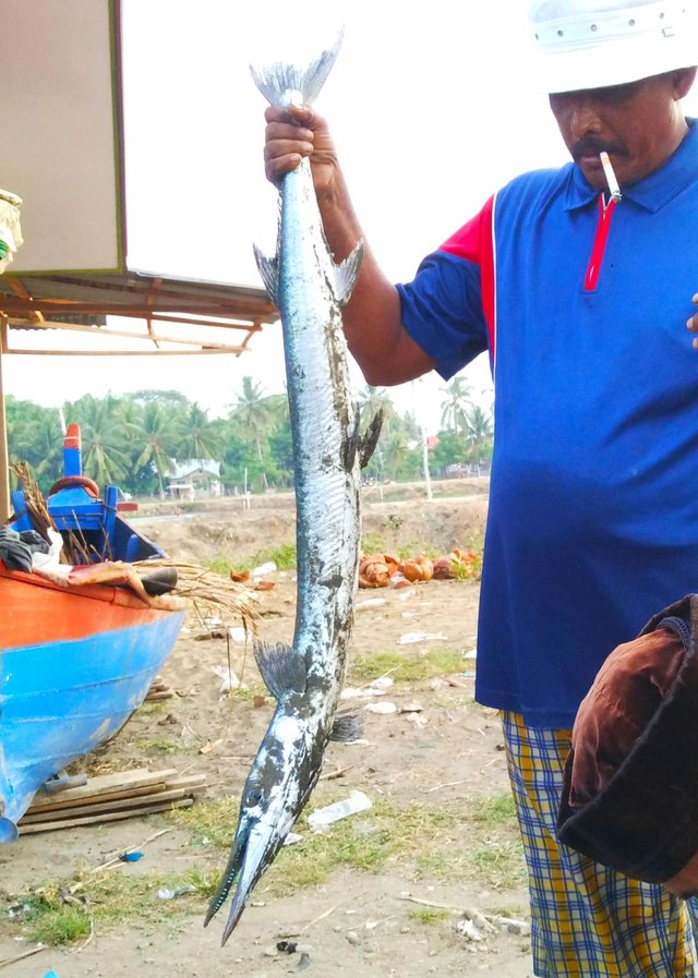 Detail Gambar Ikan Cucut Nomer 55