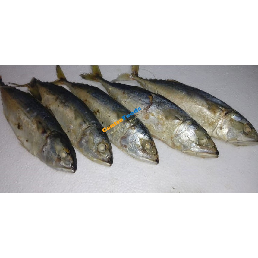 Detail Gambar Ikan Cue Nomer 34