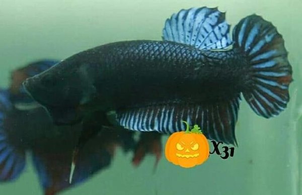 Detail Gambar Ikan Cupang Aduan Nomer 45