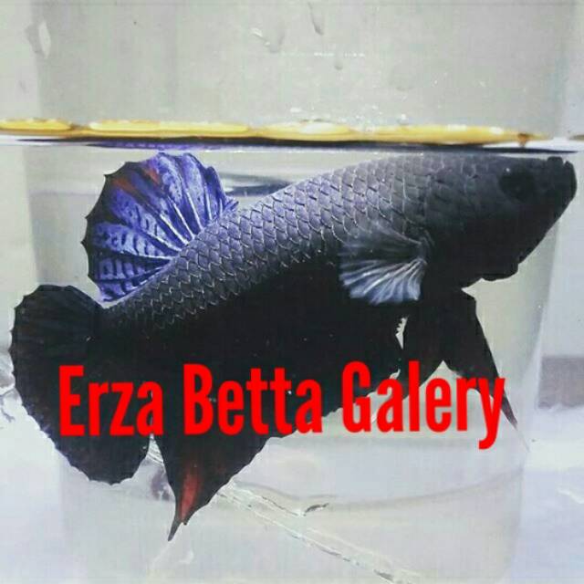 Detail Gambar Ikan Cupang Aduan Nomer 51