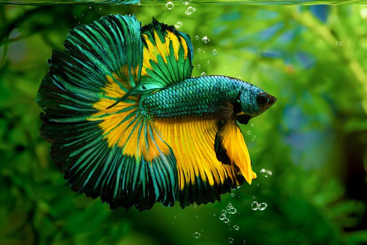 Detail Gambar Ikan Cupang Hias Nomer 15