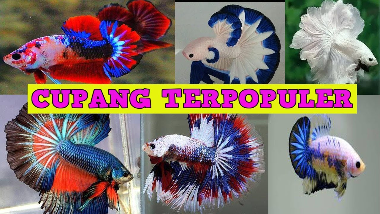 Detail Gambar Ikan Cupang Hias Nomer 33