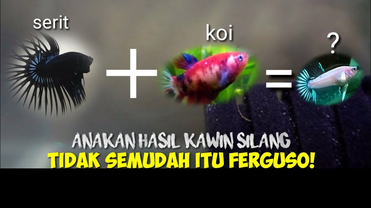 Detail Gambar Ikan Cupang Kawin Nomer 38