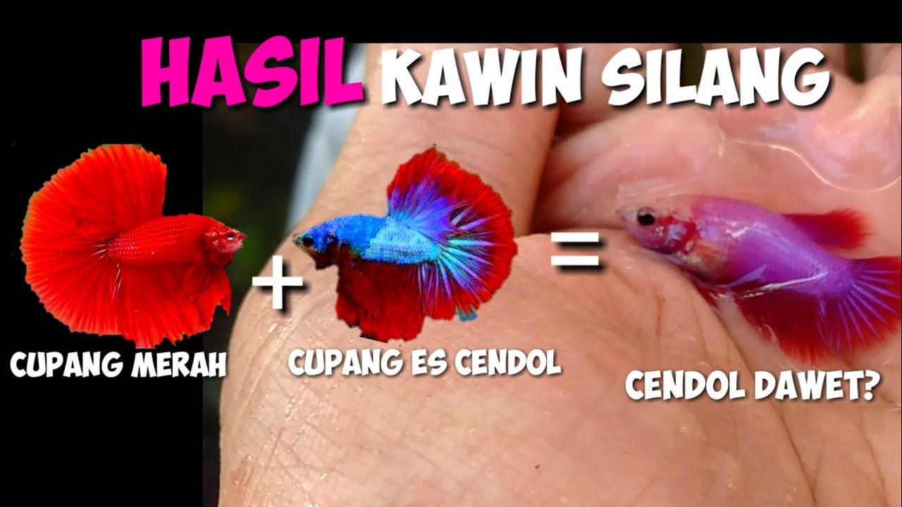 Detail Gambar Ikan Cupang Kawin Nomer 41