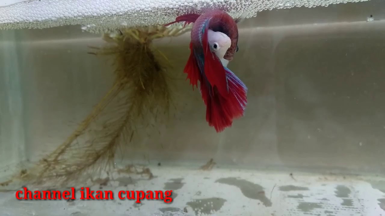 Detail Gambar Ikan Cupang Kawin Nomer 6